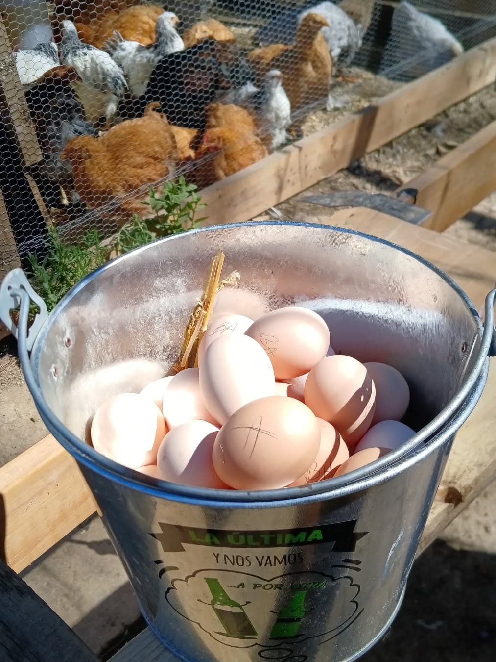 Huevos fértiles del criadero